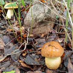 VA LAGABOT OB! MIX 76M