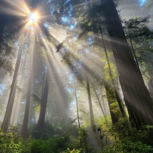 Une pomme dans un séquoia