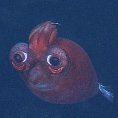 squid sandwich