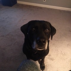 Surrender (Cheap Trick cover)