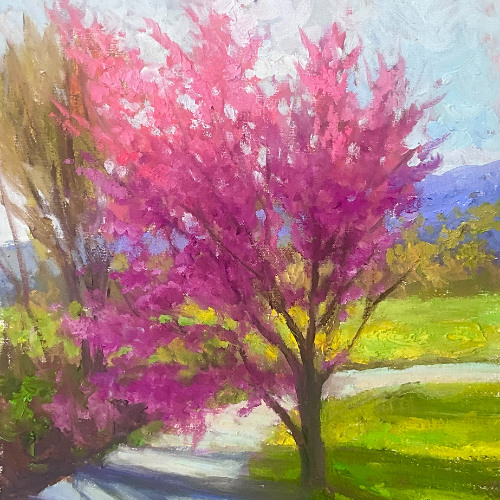 Sakura blooming