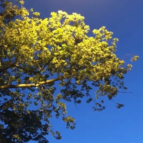 Chester - dancing trees type beat