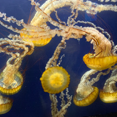 Kennyjomomma - Teaser v1