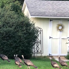 Springfield Afternoon (for Michelle)