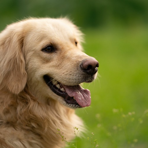 Dog scooting cheap remedy