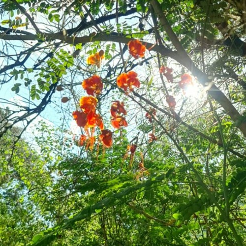 29.12.2021-Cap.VII - Puros de Coração - Instruções dos Espíritos - Vinde a Mim as Criancinhas (4)