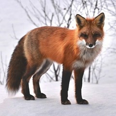 A Fox In The Woods