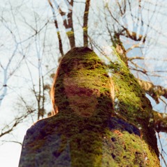 Prendre Un Arbre Dans Mes Bras