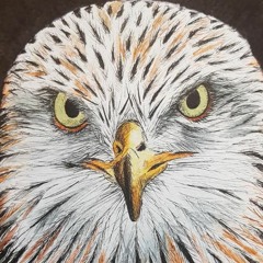 Red Kite