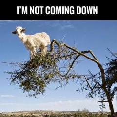 Not coming down