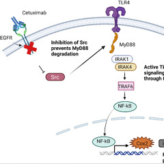 EGFR-Targeted Therapy Resistance in Breast and Head & Neck Cancers