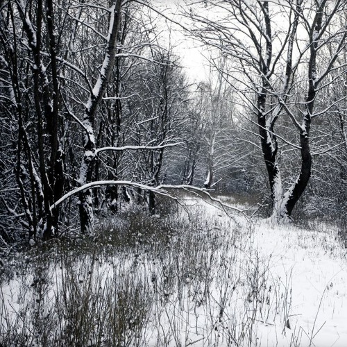 Gemenc Forest - winter - 2024-01-14
