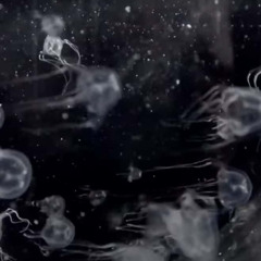 LA DANSE DES MÉDUSES- ACID MELODIQUE