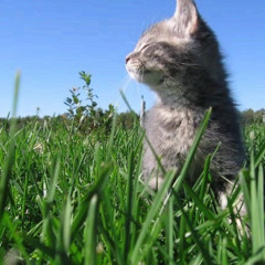 all i need is (raynen)