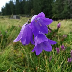 A Sweet Remoteness