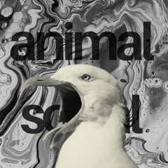 ANIMAL SOCIAL LIVE SET - LOCIMM
