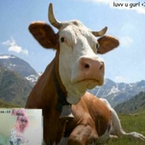 lieu - a song about a girl who likes my posts