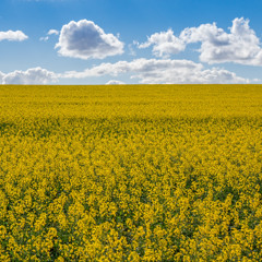 Farmer Reflects on First Year as a Director with the Alberta Canola Board