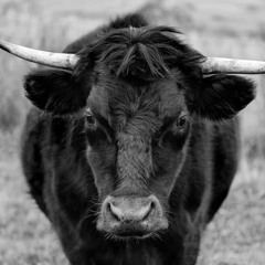 Bullseye