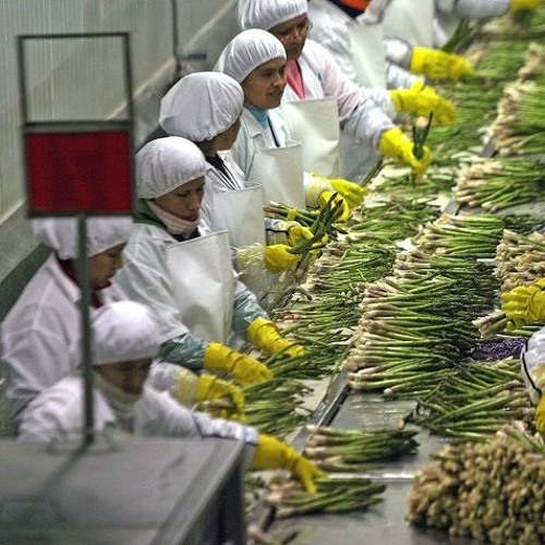 Stream Fenómeno El Niño que sectores económicos se verían más