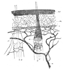 Nerve Endings