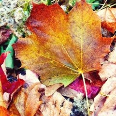 Compassion (w/Gautam Karnik)