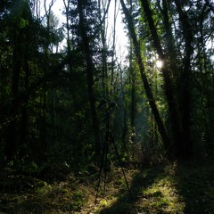 Forêt de Brou - 69170 Dième - Beaujolais, France