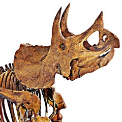 Luh Kefir - Triceratop (from your b***h)