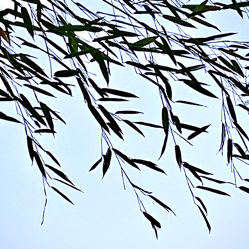 Fireflies Ignite the Darkness, an Invisible Veil Lifts, Bright Daylight, Dancers in the Forest