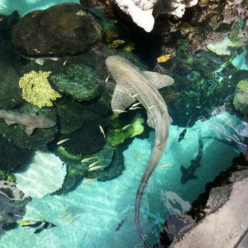 gomenne gomenne - kikuo (sped up)