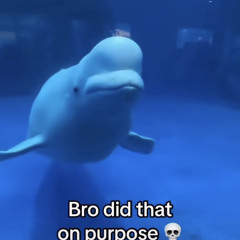 Grootn milkshake banan