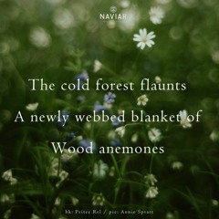 The Cold Forest (naviarhaiku490)