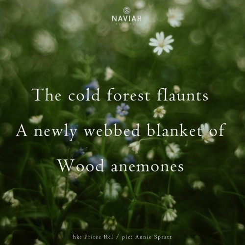 The Cold Forest (naviarhaiku490)