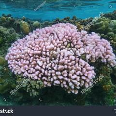 my coral brain (demo)