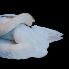 Buendi­a - Del Arrunche