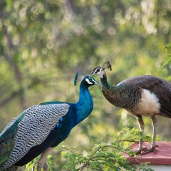 The Peacock Prance
