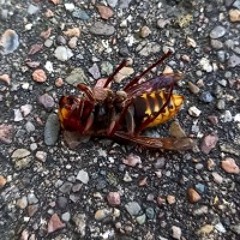 L'ENVERS DES CORPS X MISS BISOUS