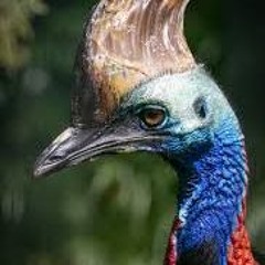 Accoup de casoar, Glisse sur le crin de mon cheval noire