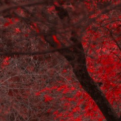 Red Forest