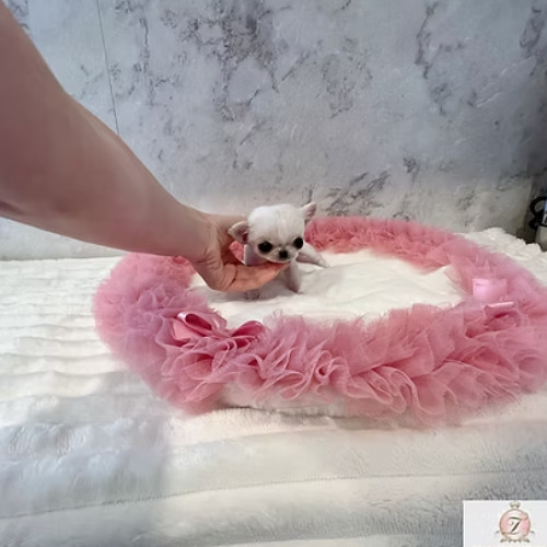 Chihuahua puppies for sale Spain – Tiny, Friendly Pups from Tiara Pet