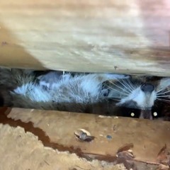 AAAC Wildlife Removal of Houston - AAAC Wildlife Removal