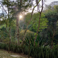 Satelit Groove no Jardim