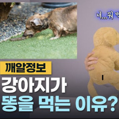 애견카페 입뺀당한 똥먹는 창녀 강아지
