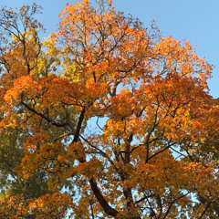 Falling Leaves