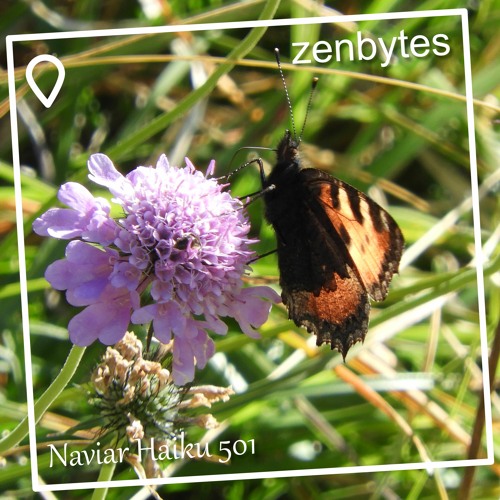 drifting butterfly - Naviarhaiku 501