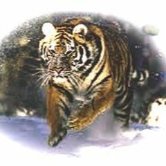 ME GUTAS SHAKIRA FT ANUEL MP3 DJ TIGRE