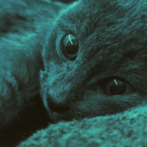 🐱