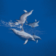 [263] Flower Selection