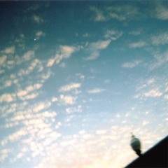 Animal Circus - Master 3.22.23