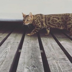 Wild Walk Set 19.3.2021